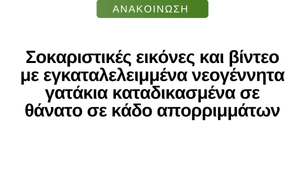 Σοκαριστικές εικόνες και βίντεο με εγκαταλελειμμένα νεογέννητα γατάκια καταδικασμένα σε θάνατο σε κάδο απορριμμάτων