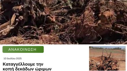 Καταγγέλλουμε την κοπή δεκάδων ώριμων δέντρων στην Κοκκινοτριμιθιά – Ζητούμε επανεξέταση του έργου