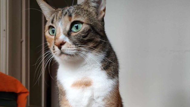 Βοηθήστε να βρεθεί η Μίκα το γατάκι που χάθηκε στο αεροδρόμιο Λάρνακας