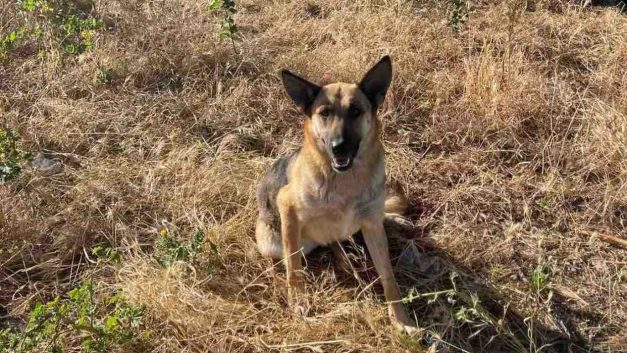 Αγνοείται σκυλίτσα από χώρο διαμονής της στην επαρχία Λάρνακας – μόνα τους τα δύο κουταβάκια της