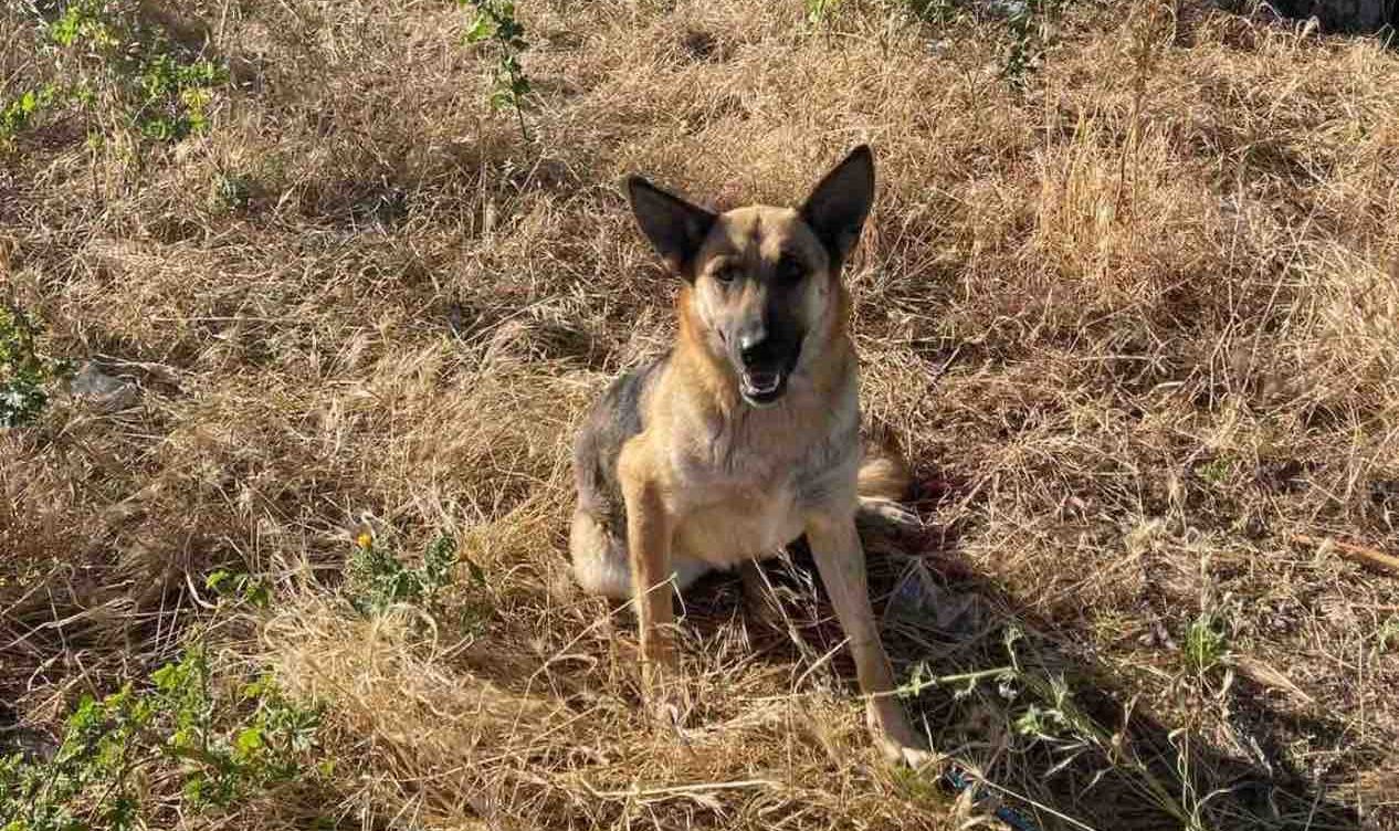 Αγνοείται σκυλίτσα από χώρο διαμονής της στην επαρχία Λάρνακας – μόνα τους τα δύο κουταβάκια της