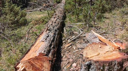 Οικολόγοι για υλοτομία σε Natura 2000: Ερωτήματα για εμπλοκή πρώην κρατικού αξιωματούχου