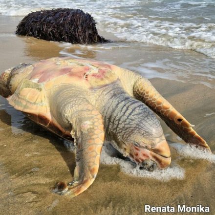 Καταδικάζουμε το περιστατικό κακοποίησης θαλάσσιας χελώνας στην Πάφο