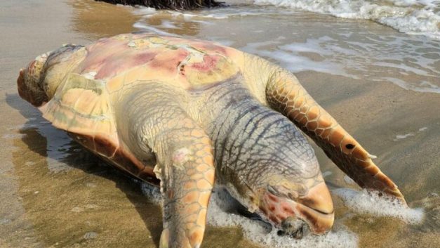 Καταδικάζουμε το περιστατικό κακοποίησης θαλάσσιας χελώνας στην Πάφο