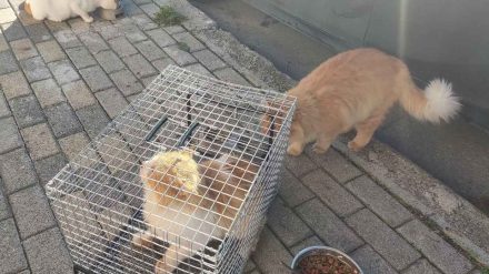 Παραμένει ανεξιχνίαστη η υπόθεση των εξαφανισμένων γατιών – Επιστολή στον Αρχηγό Αστυνομίας για το θέμα