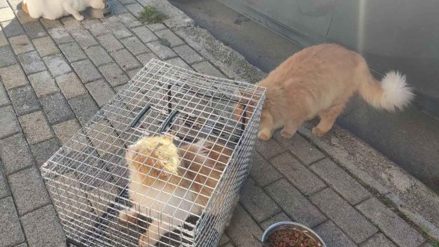 Παραμένει ανεξιχνίαστη η υπόθεση των εξαφανισμένων γατιών – Επιστολή στον Αρχηγό Αστυνομίας για το θέμα