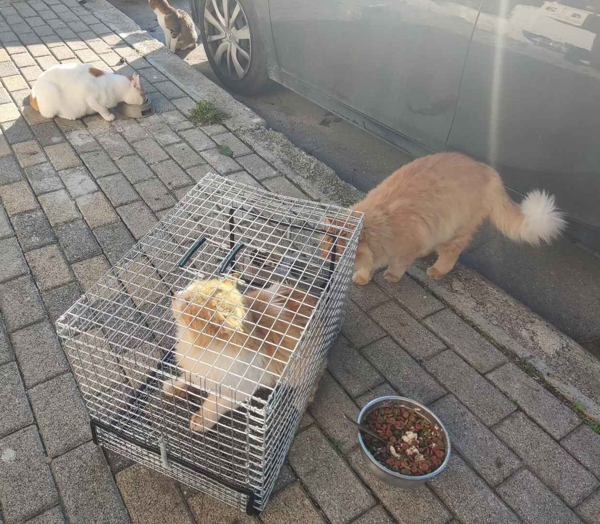 Παραμένει ανεξιχνίαστη η υπόθεση των εξαφανισμένων γατιών – Επιστολή στον Αρχηγό Αστυνομίας για το θέμα