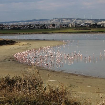 Παγκόσμια Ημέρα Υγροβιότοπων – Η Λίμνη Ακρωτηρίου καταστρέφεται, η αλυκή Λάρνακας συρρικνώνεται