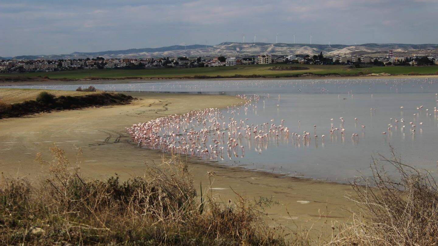 Παγκόσμια Ημέρα Υγροβιότοπων – Η Λίμνη Ακρωτηρίου καταστρέφεται, η αλυκή Λάρνακας συρρικνώνεται