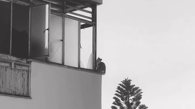 Μια μικρή ιστορία ελπίδας στη Λευκωσία: Διάσωση παγιδευμένου γατιού μετά από  ανταπόκριση της Πυροσβεστικής και μετά από κάλεσμα της Ομάδας Δράσης για τα Ζώα