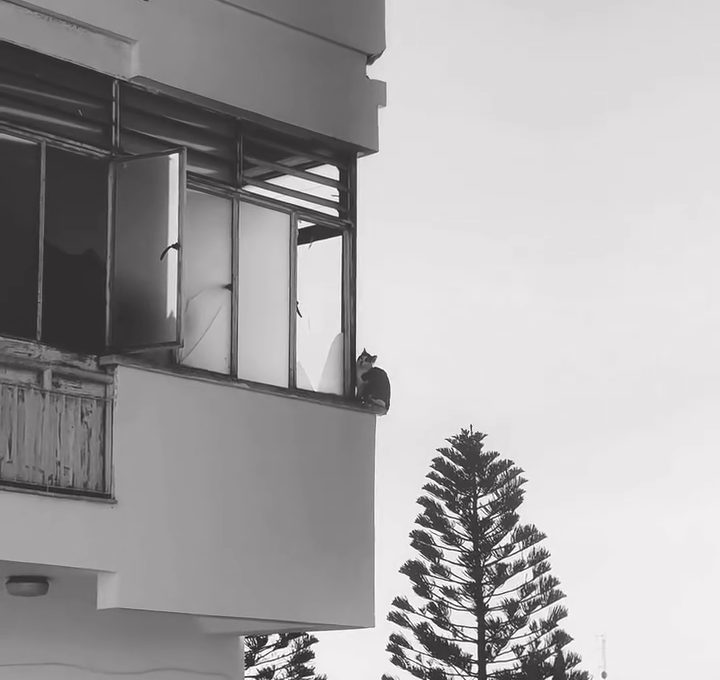 Μια μικρή ιστορία ελπίδας στη Λευκωσία: Διάσωση παγιδευμένου γατιού μετά από  ανταπόκριση της Πυροσβεστικής και μετά από κάλεσμα της Ομάδας Δράσης για τα Ζώα