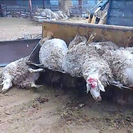 Επιβεβαιώνονται οι καταγγελίες των Οικολόγων ότι οι χώροι ταφής των ζώων αποτελούν υγειονομική βόμβα