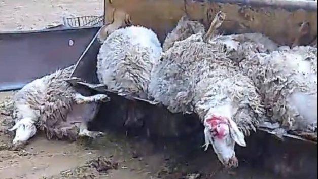 Επιβεβαιώνονται οι καταγγελίες των Οικολόγων ότι οι χώροι ταφής των ζώων αποτελούν υγειονομική βόμβα