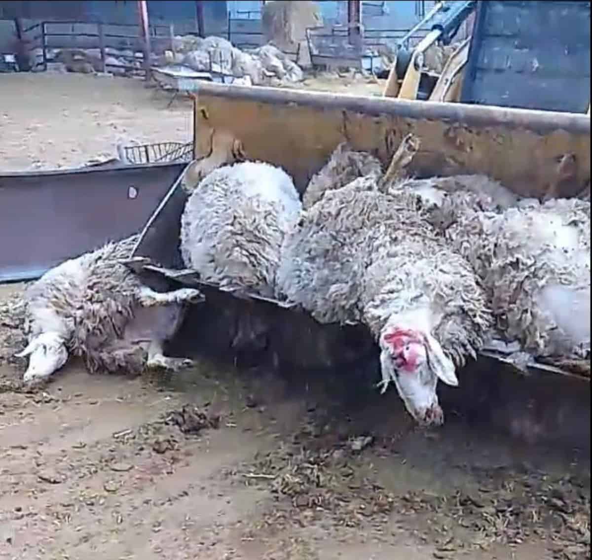 Να σταματήσει η βάρβαρη θανάτωση των ζώων. Άραγε σκοτώνουν τα ζώα χωρίς αναισθητικό;