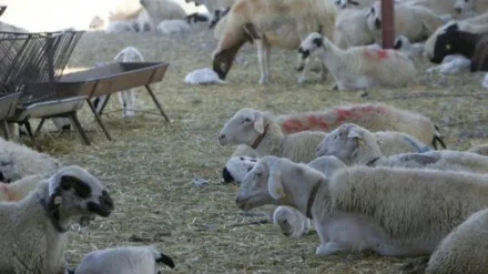 Απέτυχε η κυβέρνηση στην αντιμετώπιση του αφθώδους πυρετού – Να σταματήσουν αμέσως οι εκτελέσεις των ζώων