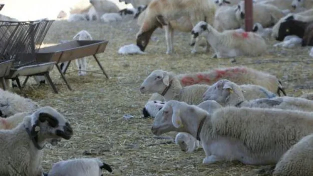 Απέτυχε η κυβέρνηση στην αντιμετώπιση του αφθώδους πυρετού – Να σταματήσουν αμέσως οι εκτελέσεις των ζώων