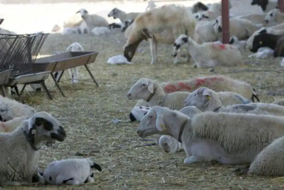 Απέτυχε η κυβέρνηση στην αντιμετώπιση του αφθώδους πυρετού – Να σταματήσουν αμέσως οι εκτελέσεις των ζώων