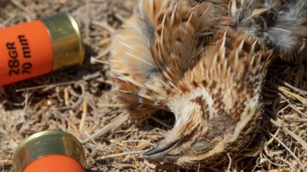 Πλήρη απαγόρευση του μόλυβδου στα κυνηγετικά φυσίγγια στην ΕΕ