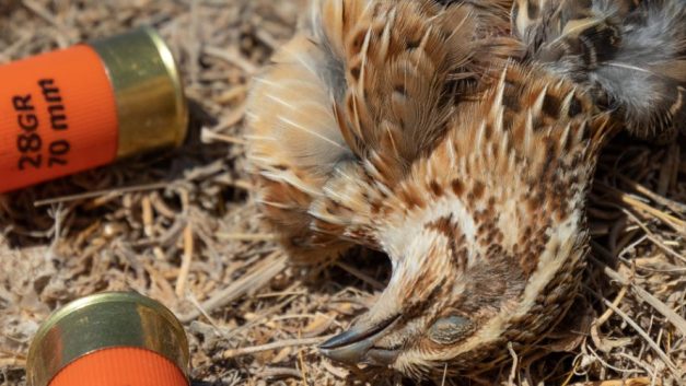 Πλήρη απαγόρευση του μόλυβδου στα κυνηγετικά φυσίγγια στην ΕΕ