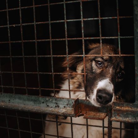 ΠΑΓΚΟΣΜΙΑ ΗΜΕΡΑ ΑΔΕΣΠΟΤΩΝ ΖΩΩΝ