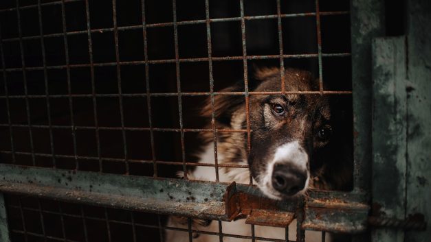 ΠΑΓΚΟΣΜΙΑ ΗΜΕΡΑ ΑΔΕΣΠΟΤΩΝ ΖΩΩΝ