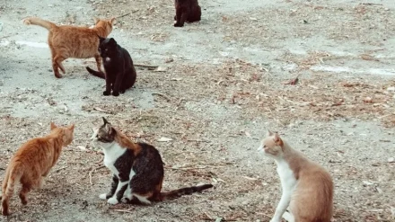 Συνεχίζονται τα περιστατικά απαγωγής γάτων. Περίεργη αδράνεια της αστυνομίας των ζώων