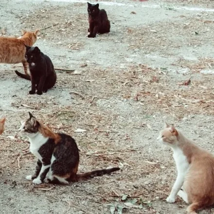 Συνεχίζονται τα περιστατικά απαγωγής γάτων. Περίεργη αδράνεια της αστυνομίας των ζώων