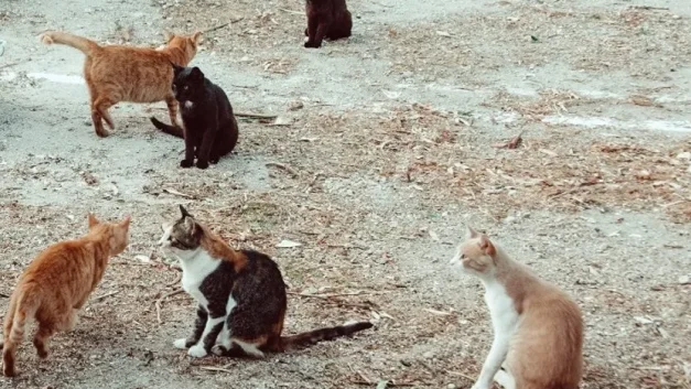 Συνεχίζονται τα περιστατικά απαγωγής γάτων. Περίεργη αδράνεια της αστυνομίας των ζώων