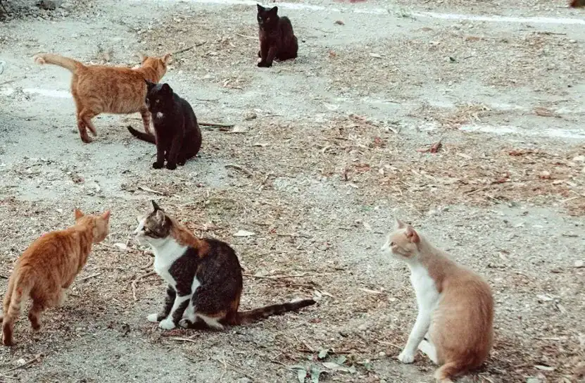 Συνεχίζονται τα περιστατικά απαγωγής γάτων. Περίεργη αδράνεια της αστυνομίας των ζώων