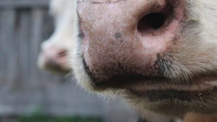 Ανησυχία και απογοήτευση για την διαχείριση του αφθώδους πυρετού