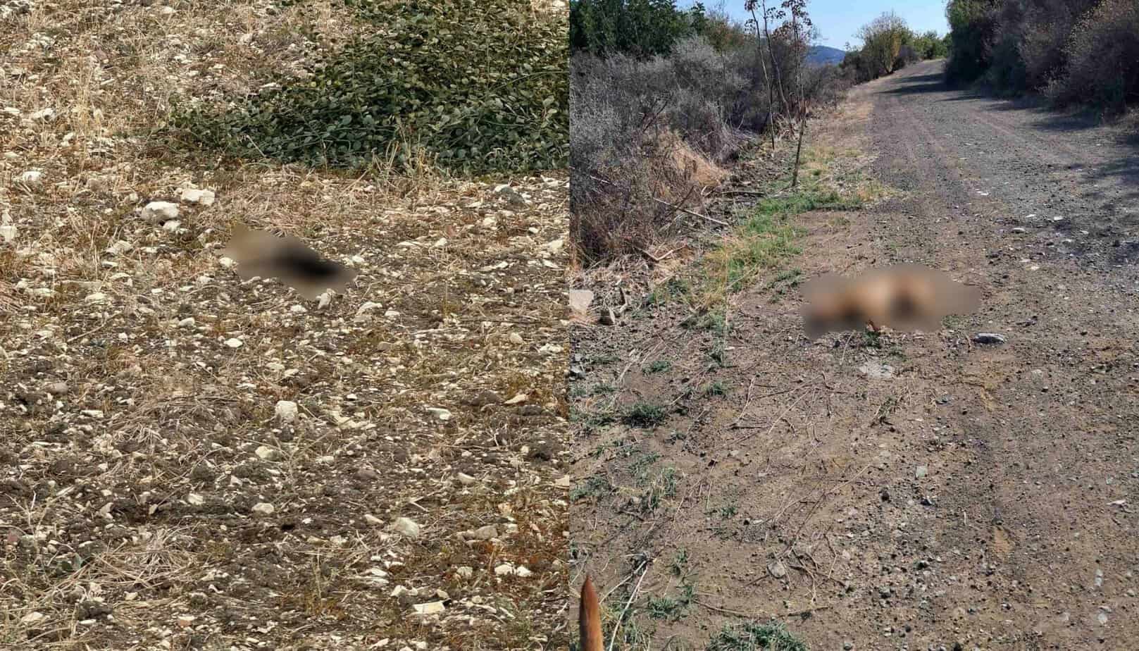 Βάβλα: Δεύτερο περιστατικό μαζικών θανάτων ζώων μέσα σε δύο χρόνια – Απαιτείται πλήρης διερεύνηση